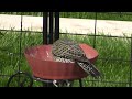 Northern Flicker eats from my feeder