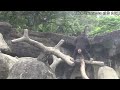 🐸🐸🐸？？？Chimpanzee Daily|Taipei zoo#黑猩猩 #chimpanzee #animals #台北市立動物園 #zoo