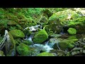 Deep Forest Green Stream, Birds Chirping, Nature Sounds, ASMR