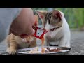 Skinny mother cat brings food to her kittens