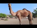 camels desert of animals #beauty #nature #lover #camelsvideos #viral #camels #desert #beauty