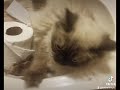 Ragdoll Cats Steals Toilet Paper! I Do What I Want!!