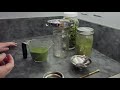 DIY Super Green Powder | Dehydrating Dandelion, Kale, Swiss Chard, Beet, and Lettuce