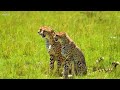 4K African Wildlife: Tsavo West National Park - Scenic Wildlife Film With Calming Music