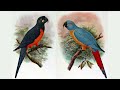 8 Disputed Species of Parrot from the Caribbean - Hypothetical Species