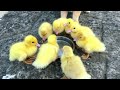 Mother duck is surprised😲. The kitten leads the duckling to see the world outdoors. Cute and funny