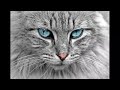 3 Hours Of Pet Relaxing Music plus kids playing noise background