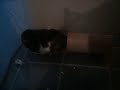 cute hamster in his tube