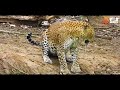Yala Safari Sri Lanka - Leopard, Peacock Dance  | යාල අලි, කොටි