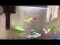Guppy sick ?  What is wrong with yellow guppy fish ?