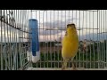 صوت غناء طائر الكناري الافضل لتحفيز الكنارى على الغناء | ملك التغريد بلامنازع 👉