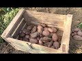 جمع محصول البطاطس و طبخ البغرير فوق الحطب