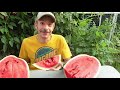 🍉 When to Pick Perfectly Ripe Watermelons Grown in the Garden - Best Time to Harvest Every Time!