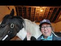 Educating Rosie // Inhand Hacking // Introducing a saddle // Three month Owniversary
