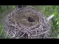 Xcel Energy Fort St. Vrain Bald Eagles : Raccoon snatches eaglet