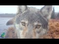 Striking lone wolf howling, carrying beaver tail, and checking out camera