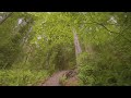 4K HDR Virtual Walk in Redwoods - Highest Trees & Forest Sounds - Hiking Grove of Titans Trail - #1