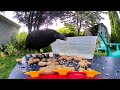 Here comes #trouble! #crows #crow #bird #birds #funny