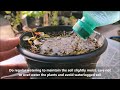 How To Grow Rose From Seed | SEED TO FLOWER