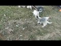 Weisse Schäferhund Welpen von dem weißen Golde
