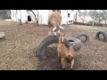 Goats and tires, again...