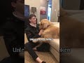 Golden Retriever Won't Forgive Brother For Smelling Of Another Dog