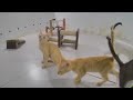 You Laugh You Lose 🙀🙀 Funny Cats Moments 2024 😍