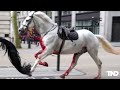 Military horses break free, run loose across London; 2 seriously hurt
