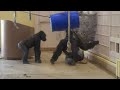 Young Male Gorilla In Heat | Mom noticed something strange with him | The Shabani Group