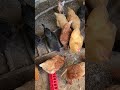Chickens are hungry and laying eggs