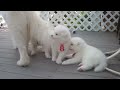 Samoyed puppies (37 Days old) - 