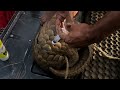 Woow!!🐲world 1st rescue indian pangolin 😍subscribe🙏🙏trengalin