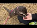 Otter Annoyed by the Snow During a Walk