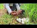 top amazing! A man collects eggs near the pole and catches many strange things