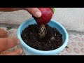 If you know this secret you can propagate any plant | Propagation of apple