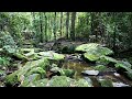Rainforest Sounds from Strickland State Forest | Nature Sounds for Relaxation