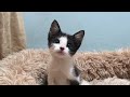 How ferocious rescued kitten grows up: from 0-26 days