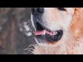 [NO ADS] Soothing Music to Relax Your Dog! Calm Your Dog and Combat Anxiety! | Qinn