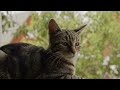 Harmonious Whiskers: Serene Melodies for Blissful Cats ❤️️ RELAX, STUDY, MEDITATION ❤️️