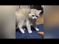 12 minutes of adorable 🥰cats and kittens videos to keep you smiling 💕😅