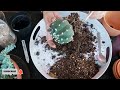 Repotting my 3 new cacti #cactus #succulent #repotting#relaxing