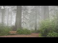 SLEEP INSTANTLY in 3 Minutes - 8 Hour Rain Sounds in Misty Forest | Thunderstorm Sounds For Sleeping