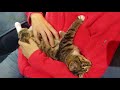 How To Tame and Socialize Feral Kittens - Feral Cat Socialization