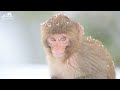 Cute Baby Animals - The Wonderful Lives Of Baby Animals With Relaxing Music (Colorfully Dynamic)