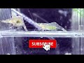 Ghost Shrimp Tank Setup || Ghost Shrimp Care Guide || Ghost Shrimp Breeding || Expert Aquarist