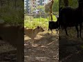 A pregnant 🤰 Ram Goat 🐐 was attacked by stray dogs 🐕 and finally rescued by a few baby goats 🐐