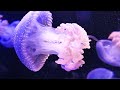[NEW] 11H Stunning 4K Underwater Wonders - Relaxing Music | Coral Reefs, Fish & Colorful Sea Life