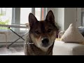 3 FUNDAMENTALS you are forgetting when TRAINING your SHIBA INU