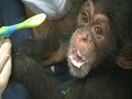 Baby Chimpazee at the North Carolina Zoo