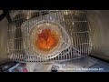 Chicken Embryo Development Time-lapse